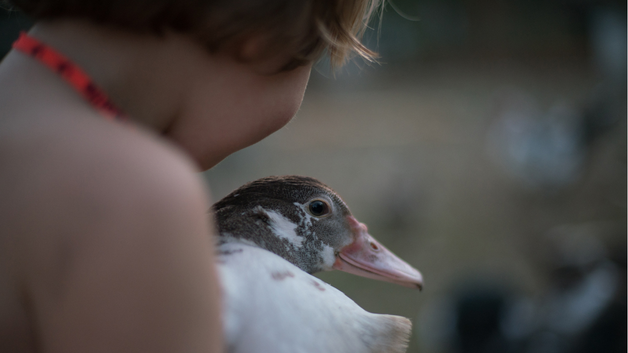 boy holding duck